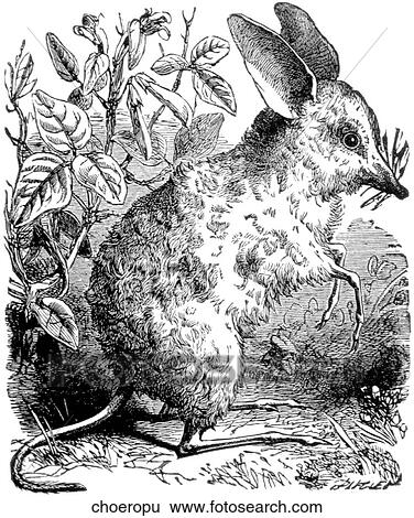 Mammals - general. A choeropus (rodent). View Large Illustration Stock Illustration - Mammals - general. A choeropus (rodent).. Fotosearch