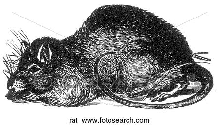 Mammals - general. A common rat. View Large Illustration Stock Illustration - Mammals - general. A common rat.. Fotosearch