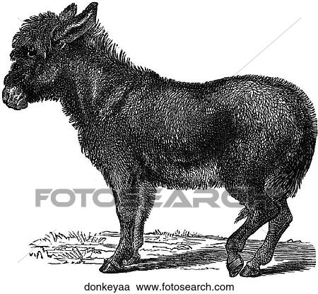 Mammals - general. A donkey. View Large Illustration Clipart - Mammals - general. A donkey.. Fotosearch