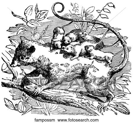 Mammals - general. A family of opossums. View Large Illustration Stock Illustration - Mammals - general. A family of opossums.. Fotosearch