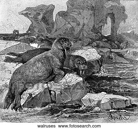 Mammals - general. A family of walruses on an ice flow. View Large Illustration Stock Illustration - Mammals - general. A family of walruses on an ice flow.. Fotosearch