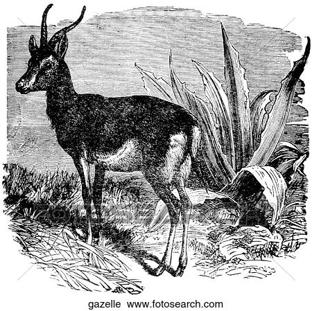 Mammals - general. A gazelle. View Large Illustration Clip Art - Mammals - general. A gazelle.. Fotosearch