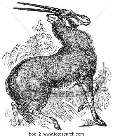 Mammals - general. A gems-Bok. View Large Illustration Drawing - Mammals - general. A gems-Bok.. Fotosearch