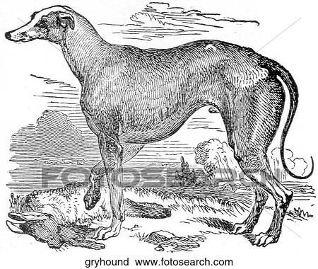 Mammals - general. A greyhound. View Large Illustration Clip Art - Mammals - general. A greyhound.. Fotosearch