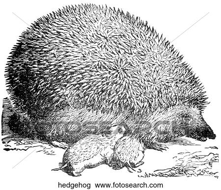 Mammals - general. A hedgehog with her young. View Large Illustration Drawing - Mammals - general. A hedgehog with her young.. Fotosearch