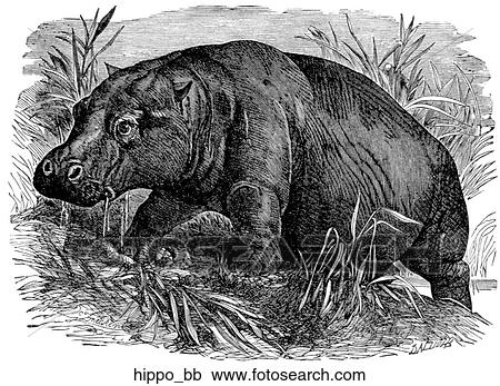 Mammals - general. A hippo. View Large Illustration Clipart - Mammals - general. A hippo.. Fotosearch