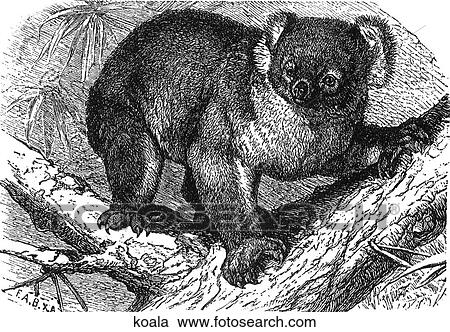 Mammals - general. A koala bear in a tree. View Large Illustration Clipart - Mammals - general. A koala bear in a tree.. Fotosearch