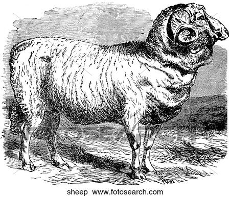 Mammals - general. A large male sheep ready to be sheared. View Large Illustration Stock Illustration - Mammals - general. A large male sheep ready to be sheared.. Fotosearch