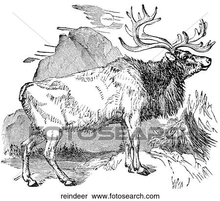 Stock Illustration - Mammals - general. A male reindeer with large horns.. Fotosearch