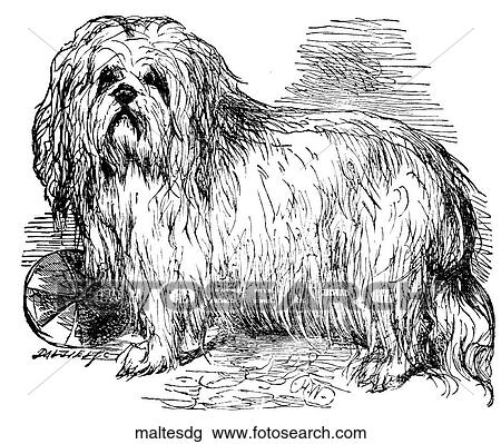 Drawing - Mammals - general. A maltese dog.. Fotosearch