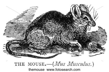 Mammals - general. A mouse. View Large Illustration Clip Art - Mammals - general. A mouse.. Fotosearch