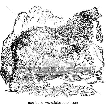 Mammals - general. A newfoundland dog. View Large Illustration Clip Art - Mammals - general. A newfoundland dog.. Fotosearch