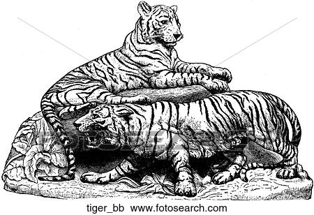 Mammals - general. A pair of tigers. View Large Illustration Clipart - Mammals - general. A pair of tigers.. Fotosearch