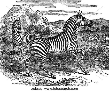 Stock Illustration - Mammals - general. A pair of zebras.. Fotosearch