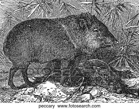 Mammals - general. A peccary (wild pig). View Large Illustration Stock Illustration - Mammals - general. A peccary (wild pig).. Fotosearch