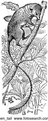 Mammals - general. A pen tail. View Large Illustration Drawing - Mammals - general. A pen tail.. Fotosearch