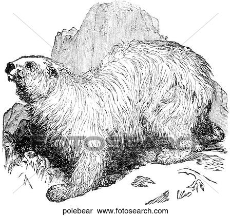 Stock Illustration - Mammals - general. A polar bear.. Fotosearch