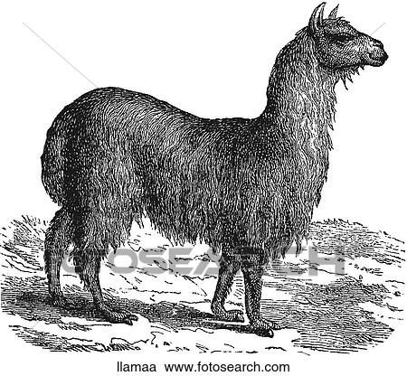 Clipart - Mammals - general. A posing llama.. Fotosearch