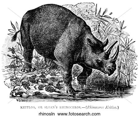 Mammals - general. A Sloan`s rhinoceros wading into a river. View Large Illustration Stock Illustration - Mammals - general. A Sloan`s rhinoceros wading into a river.. Fotosearch