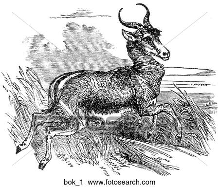 Mammals - general. A spring-Bok. View Large Illustration Clip Art - Mammals - general. A spring-Bok.. Fotosearch