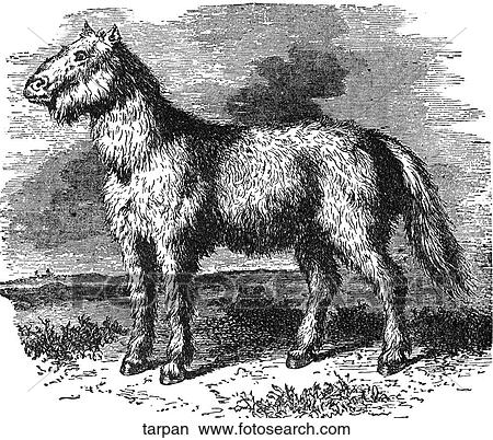 Mammals - general. A tarpan. View Large Illustration Stock Illustration - Mammals - general. A tarpan.. Fotosearch
