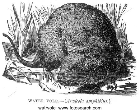 Mammals - general. A water vole. View Large Illustration Clip Art - Mammals - general. A water vole.. Fotosearch