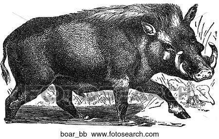 Mammals - general. A wild boar. View Large Illustration Clipart - Mammals - general. A wild boar.. Fotosearch