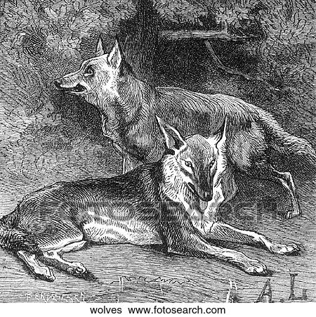 Mammals - general. A wolf on the prowl. View Large Illustration Stock Illustration - Mammals - general. A wolf on the prowl.. Fotosearch