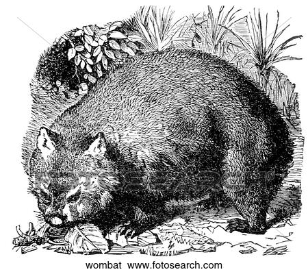 Mammals - general. A wombat. View Large Illustration Stock Illustration - Mammals - general. A wombat.. Fotosearch