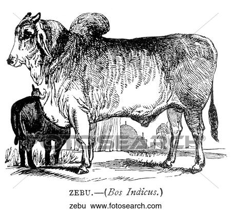 Stock Illustration - Mammals - general. A zebu (hump-backed cow).. Fotosearch