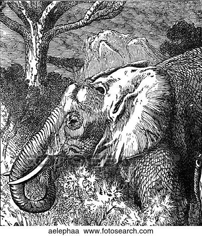 Clipart - Mammals - general. African elephant #1.. Fotosearch