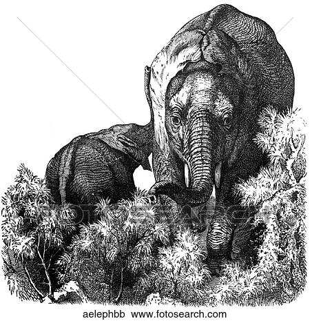 Mammals - general. African elephant #2. View Large Illustration Clipart - Mammals - general. African elephant #2.. Fotosearch