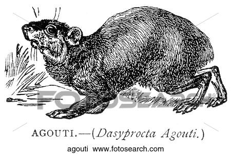 Mammals - general. An agouti -- a small rodent. View Large Illustration Drawing - Mammals - general. An agouti -- a small rodent.. Fotosearch