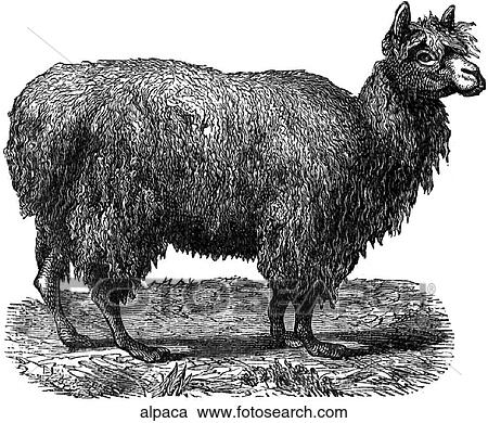 Mammals - general. An alpaca. View Large Illustration Clipart - Mammals - general. An alpaca.. Fotosearch