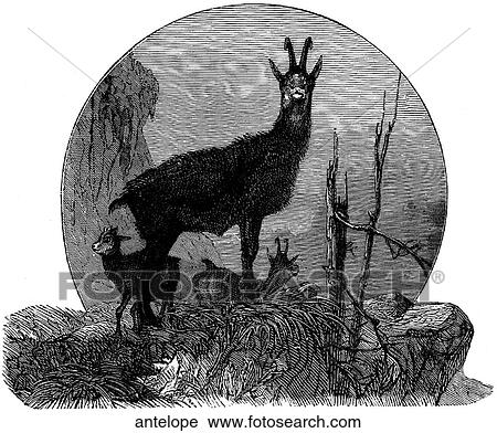 Mammals - general. An antelope standing on a rock. View Large Illustration Clip Art - Mammals - general. An antelope standing on a rock.. Fotosearch