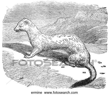 Mammals - general. An ermine. View Large Illustration Clip Art - Mammals - general. An ermine.. Fotosearch