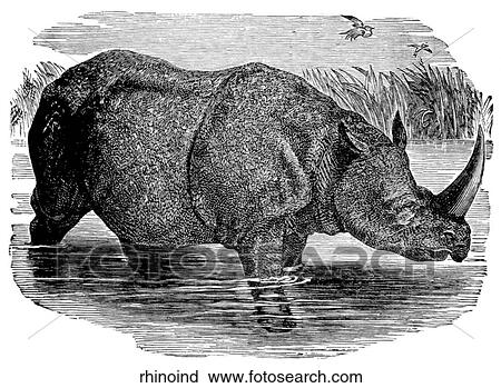 Mammals - general. An Indian rhino wading in a river. View Large Illustration Clip Art - Mammals - general. An Indian rhino wading in a river.. Fotosearch