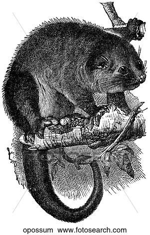Mammals - general. An opossum. View Large Illustration Stock Illustration - Mammals - general. An opossum.. Fotosearch