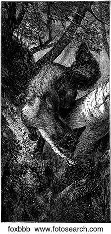 Mammals - general. Fox #2. View Large Illustration Clipart - Mammals - general. Fox #2.. Fotosearch