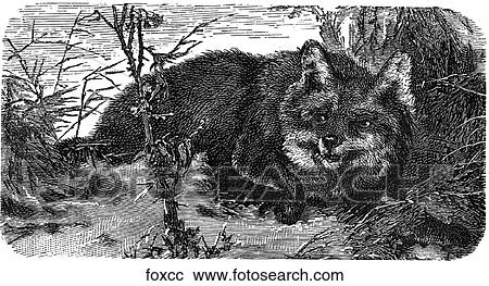 Mammals - general. Fox #3. View Large Illustration Clipart - Mammals - general. Fox #3.. Fotosearch