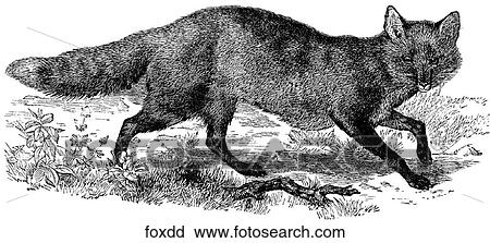 Mammals - general. Fox #4: trotting past. View Large Illustration Clip Art - Mammals - general. Fox #4: trotting past.. Fotosearch