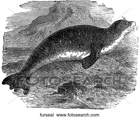 Mammals - general. Fur seals. Drawing | furseal | Fotosearch