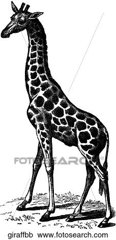 Mammals - general. Giraffe #2: standing. View Large Illustration Clipart - Mammals - general. Giraffe #2: standing.. Fotosearch