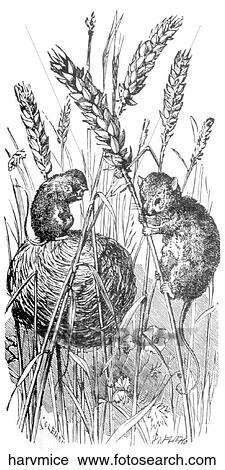 Mammals - general. Harvest mice. View Large Illustration Clip Art - Mammals - general. Harvest mice.. Fotosearch