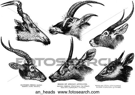 Stock Illustration - Mammals - general. Heads of a variety of African antelopes.. Fotosearch