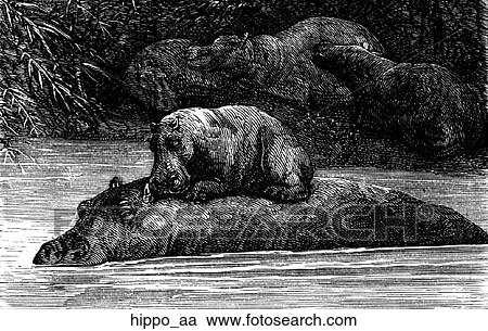 Mammals - general. Hippos; a mother with a baby on her back. View Large Illustration Clipart - Mammals - general. Hippos; a mother with a baby on her back.. Fotosearch