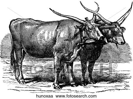 Mammals - general. Hungarian oxen. View Large Illustration Clipart - Mammals - general. Hungarian oxen.. Fotosearch