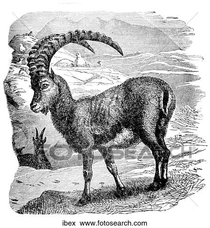 Stock Illustration - Mammals - general. Ibex; a member of the goat family.. Fotosearch