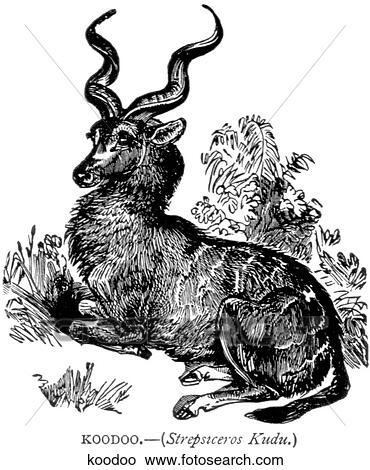 Mammals - general. Koodoo; it belongs in the antelope family. View Large Illustration Stock Illustration - Mammals - general. Koodoo; it belongs in the antelope family.. Fotosearch
