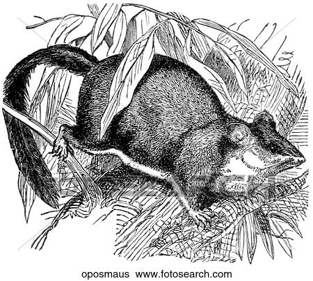 Mammals - general. Opossum mouse. View Large Illustration Stock Illustration - Mammals - general. Opossum mouse.. Fotosearch